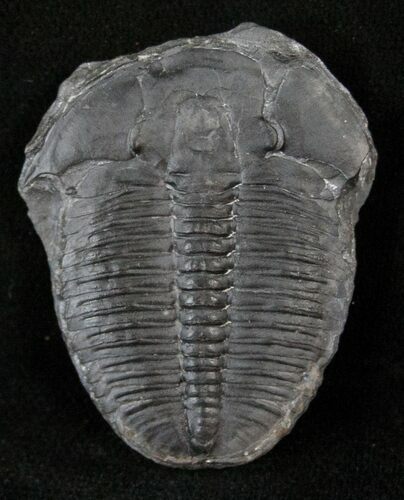 XL Elrathia Trilobite - Air Abrasive Cleaned #14171